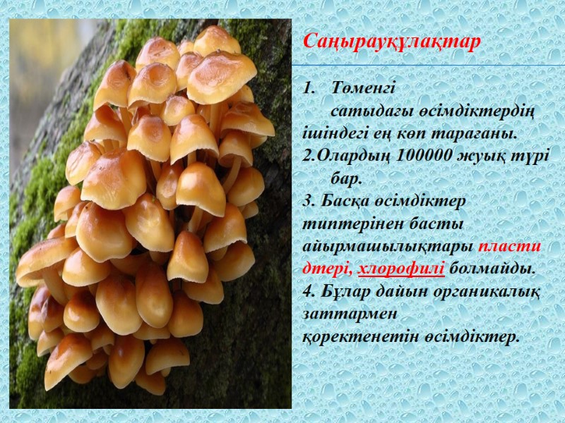 Саңырауқұлақтар   Төменгі сатыдағы өсімдіктердің  ішіндегі ең көп тарағаны. 2.Олардың 100000 жуық